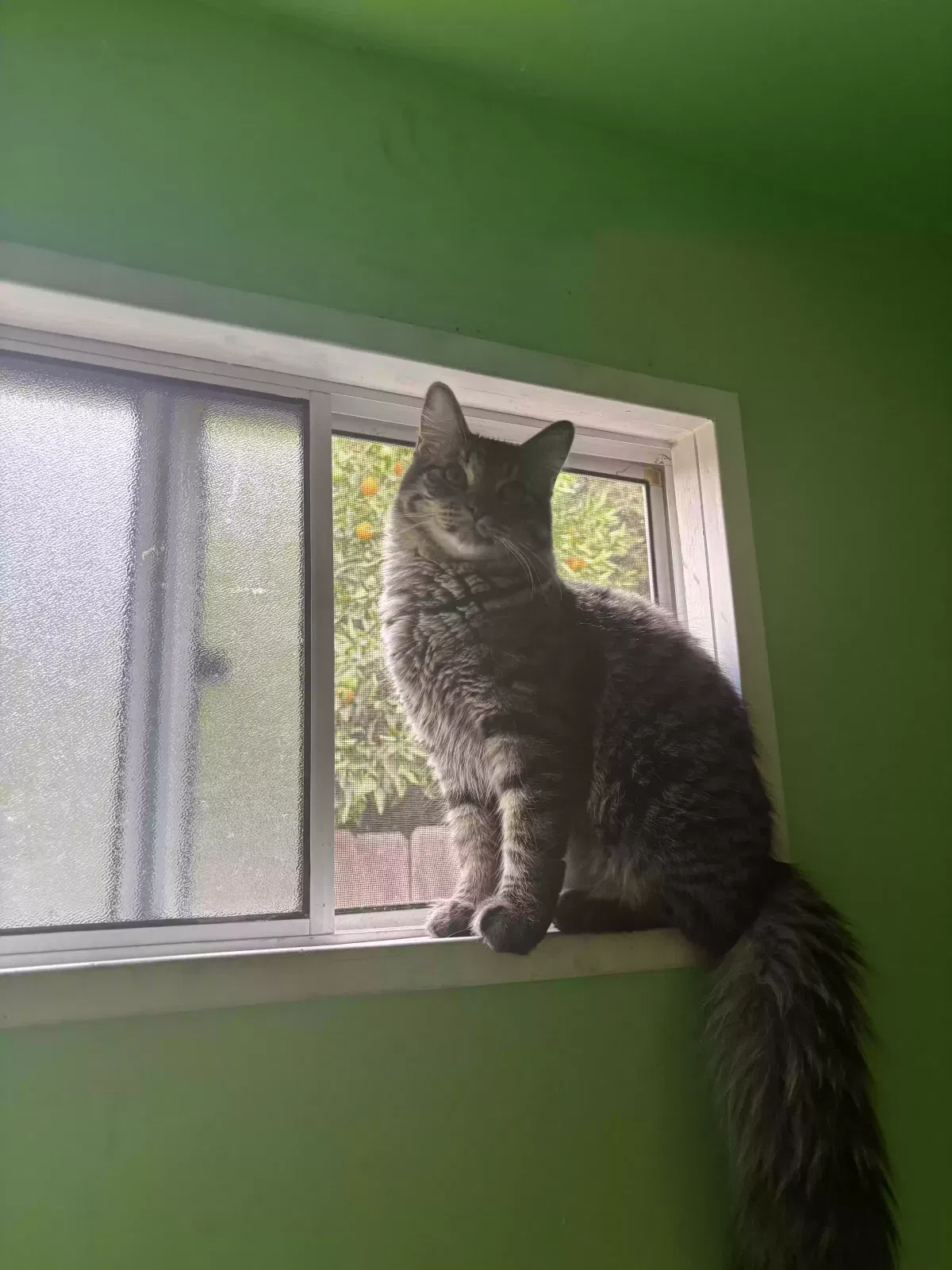 Lost cat in Upland, CA, 91786