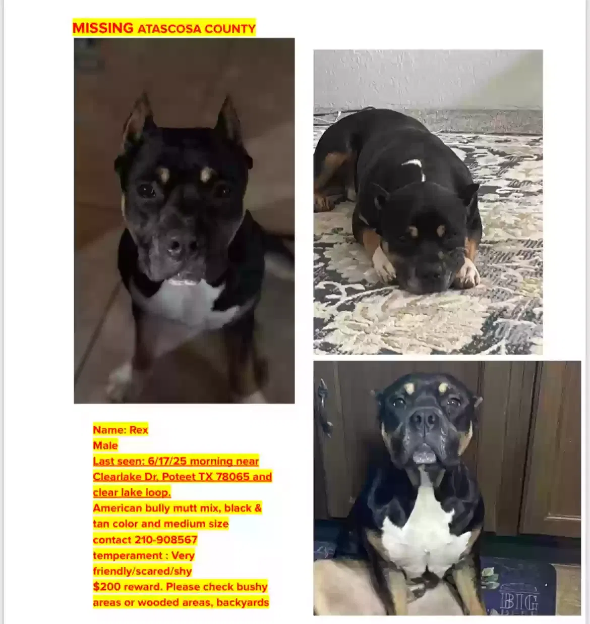 Missing Dog