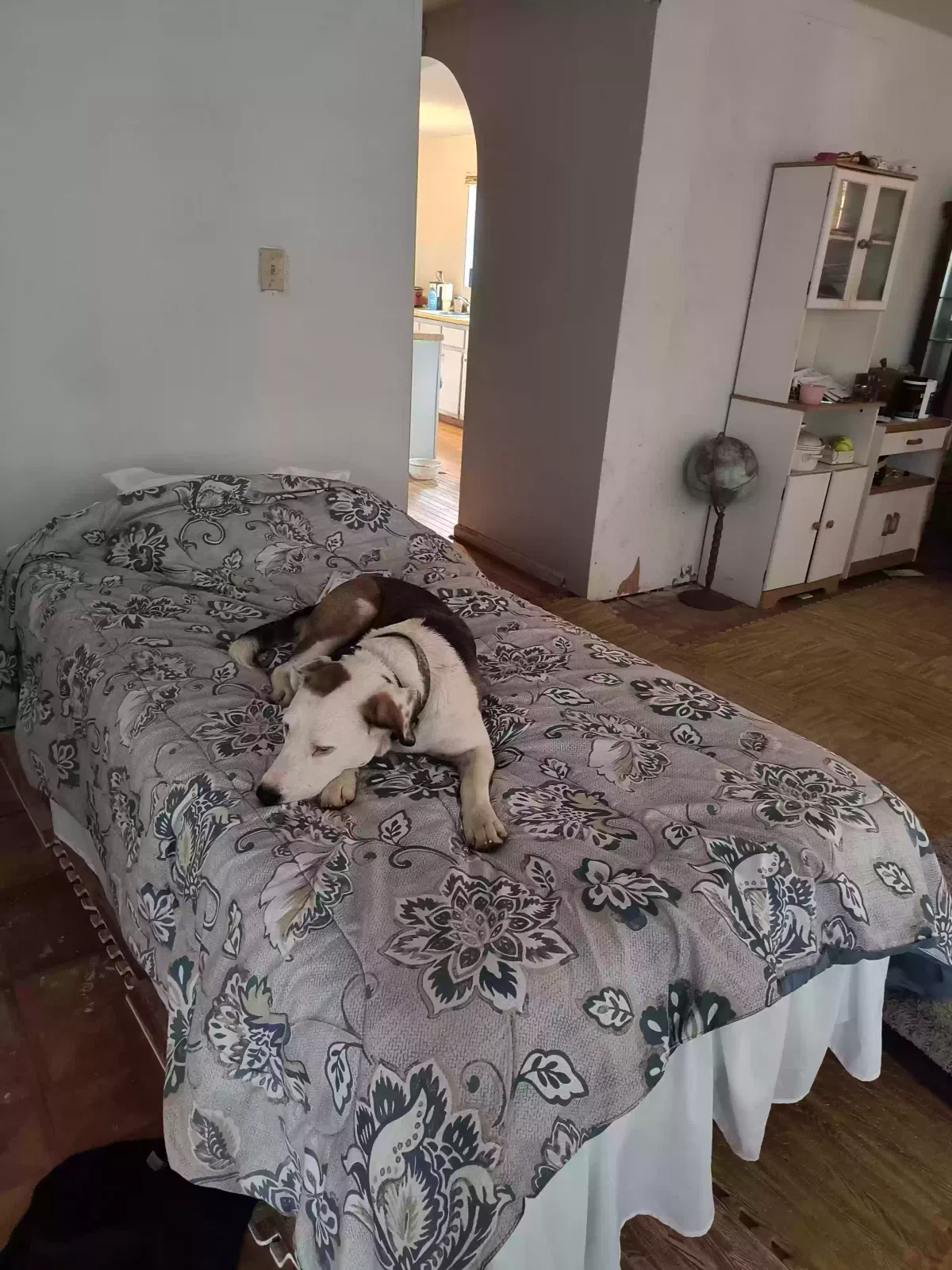 Lost dog in Warrior, AL, 35180