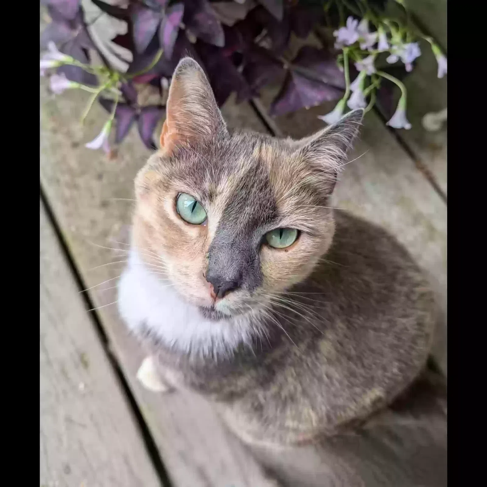 Lost cat in Greensboro, NC, 27455