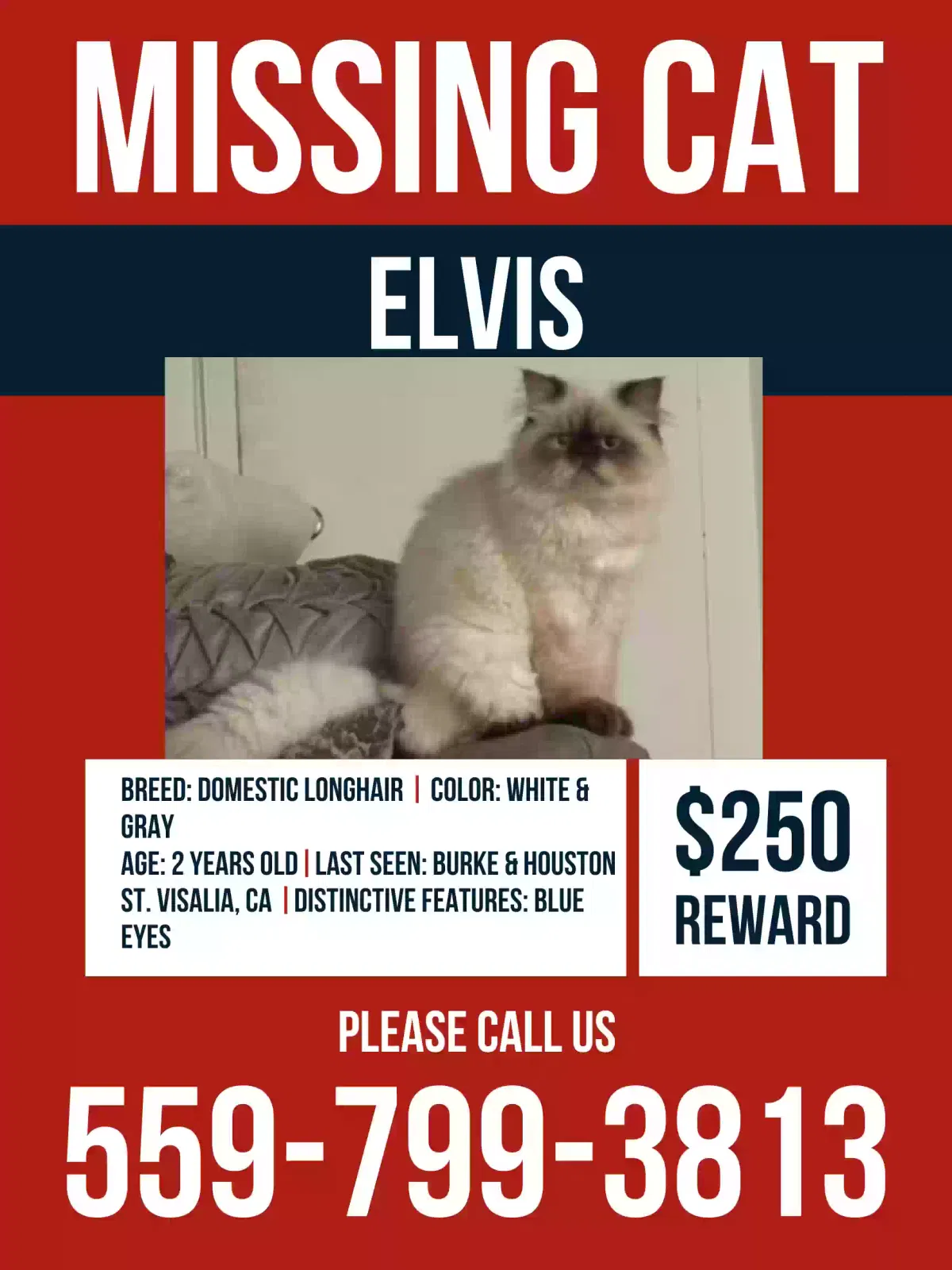 Lost cat in Visalia, CA, 93292
