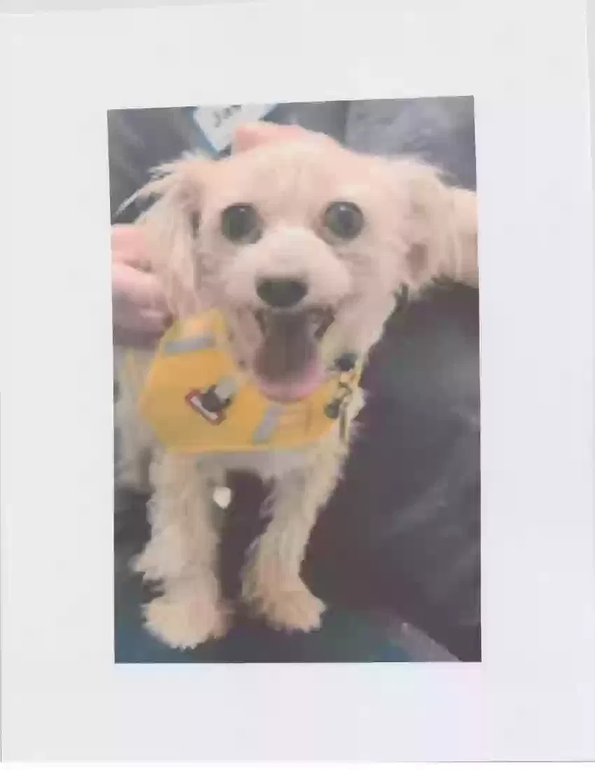 Lost dog in Chicago, IL, 60623
