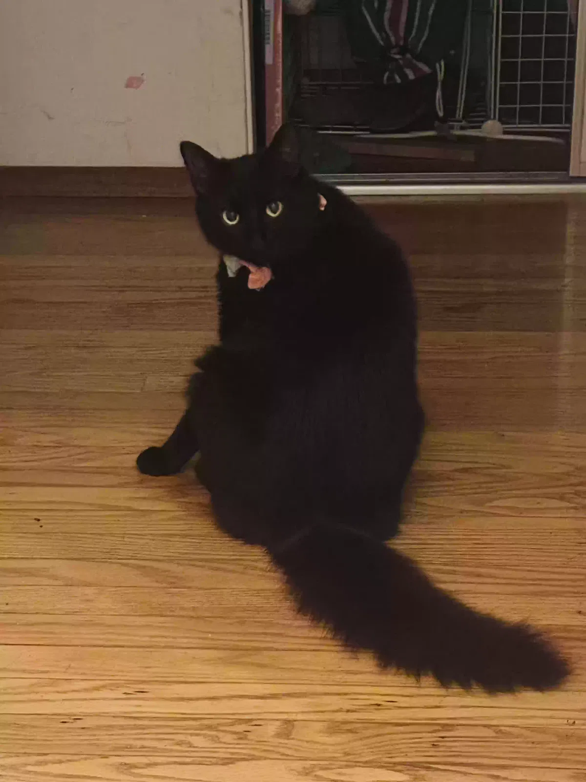 Lost cat in Pittsburg, CA, 94565