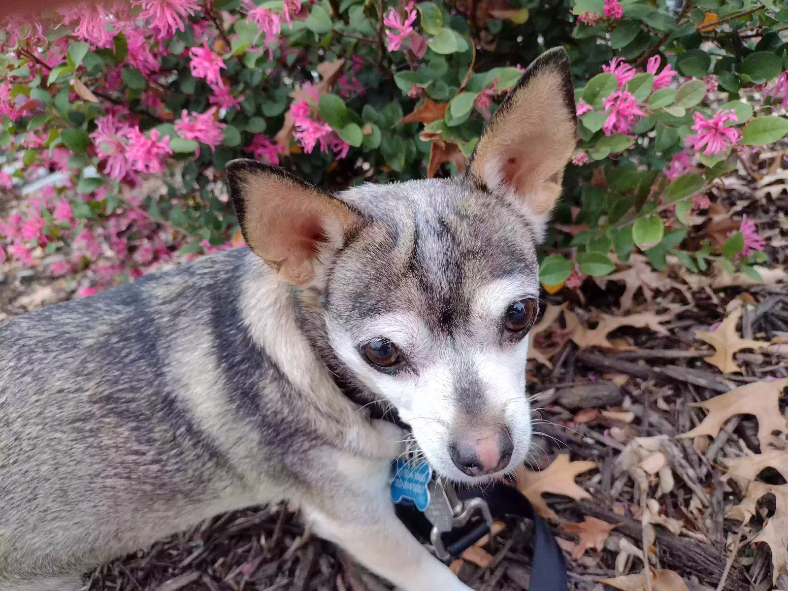 Lost dog in Clermont, FL, 34715