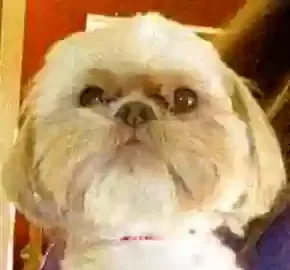 Lost dog in Coachella, CA, 92236