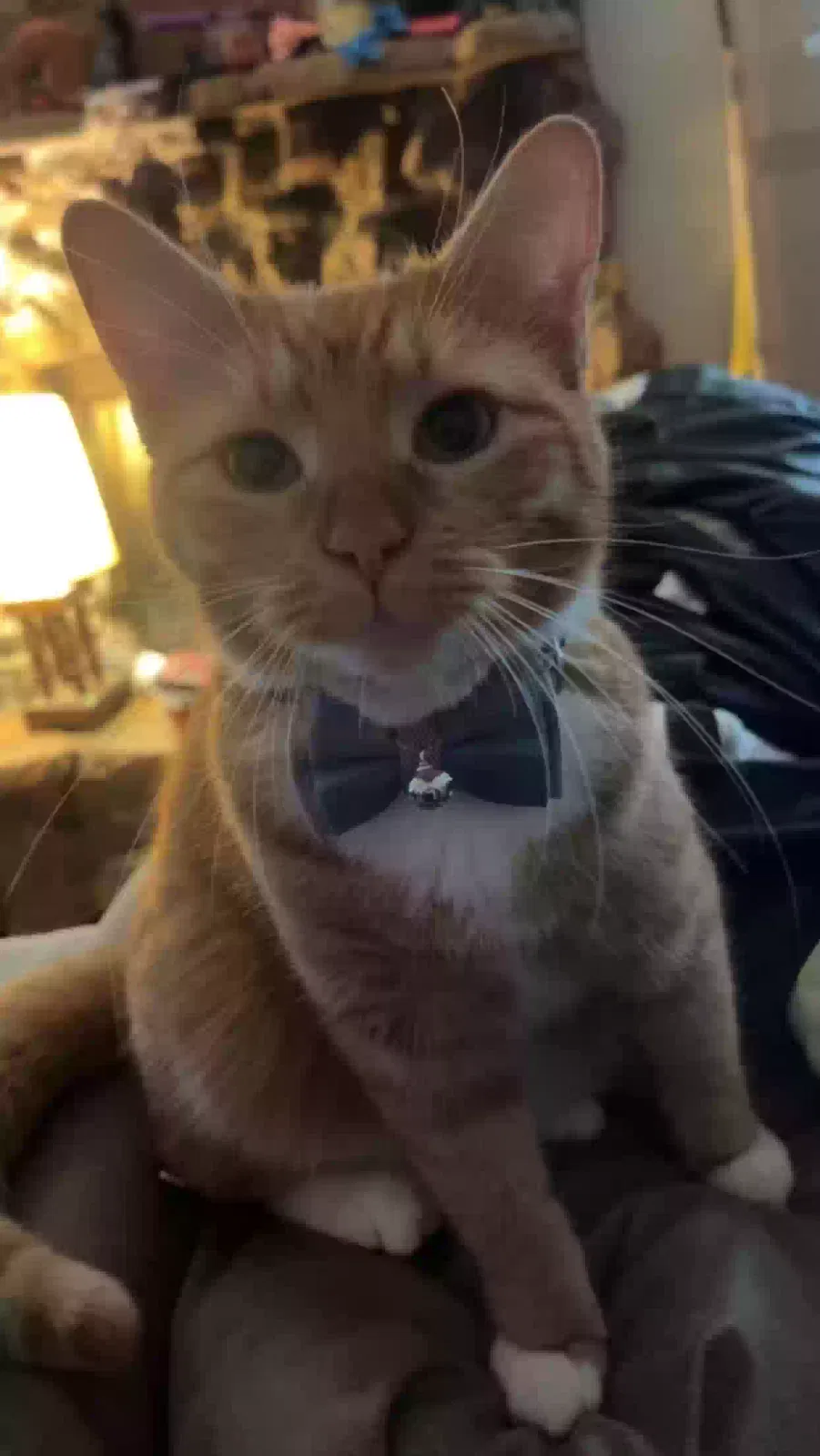 Lost cat in Amarillo, TX, 79118