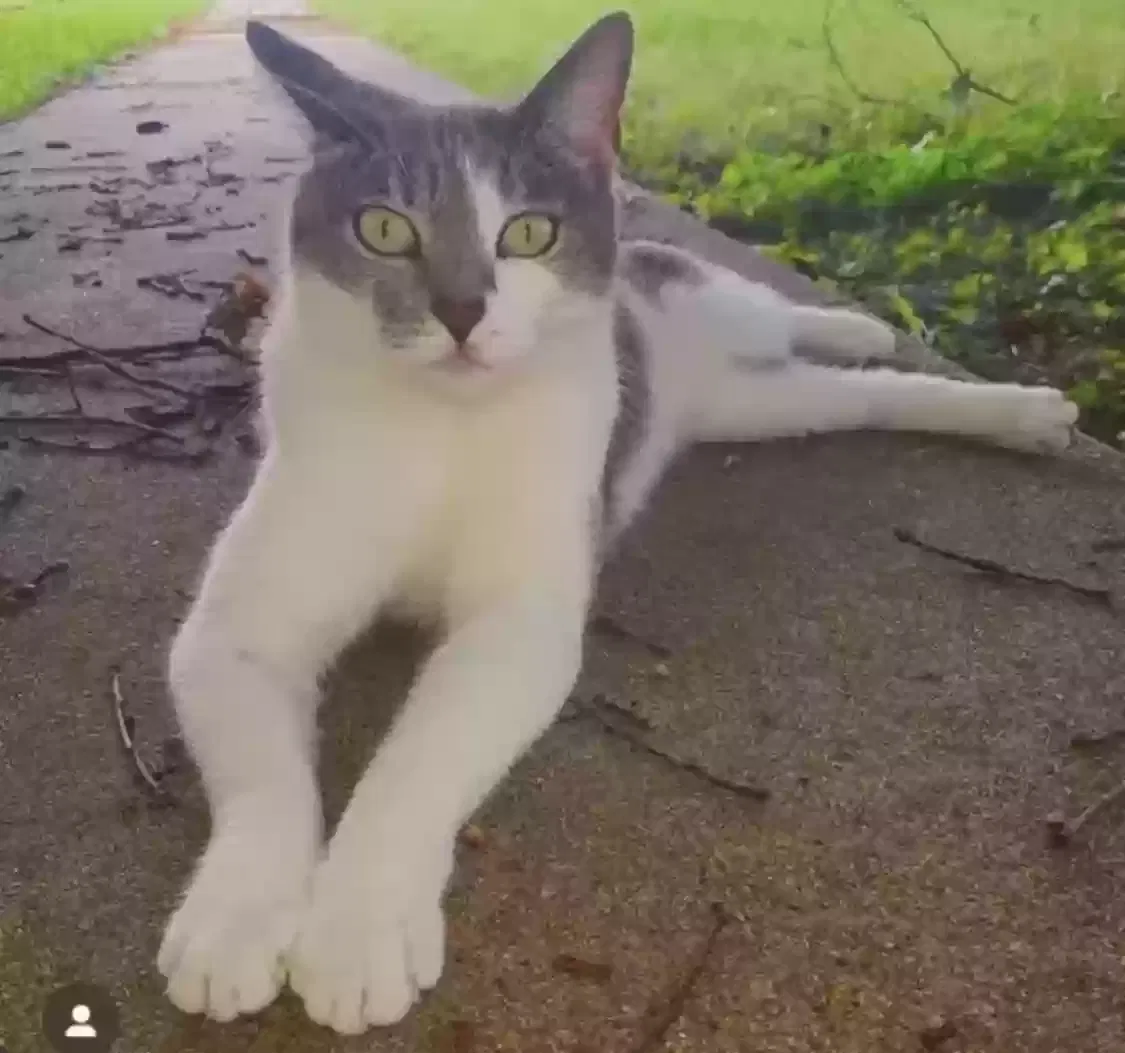 Lost cat in Houston, TX, 77009