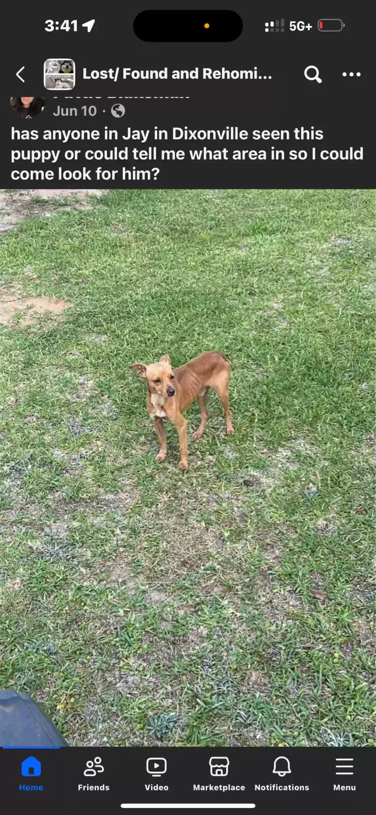 Lost dog in Navarre, FL, 32566