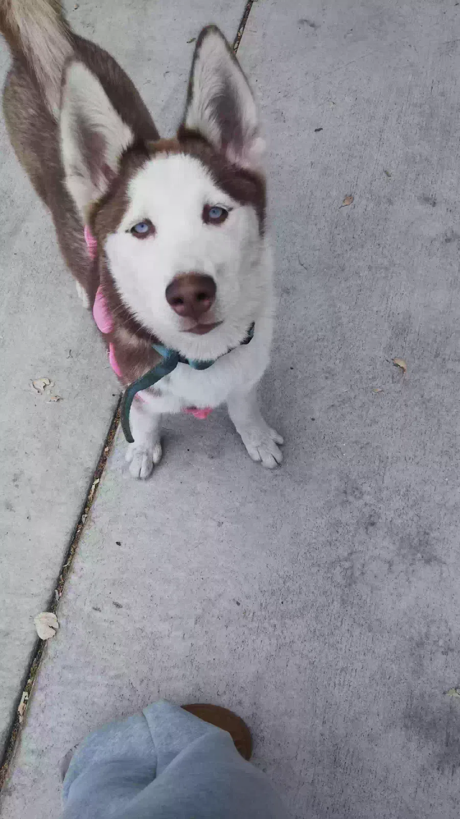 Lost dog in Covina, CA, 91724