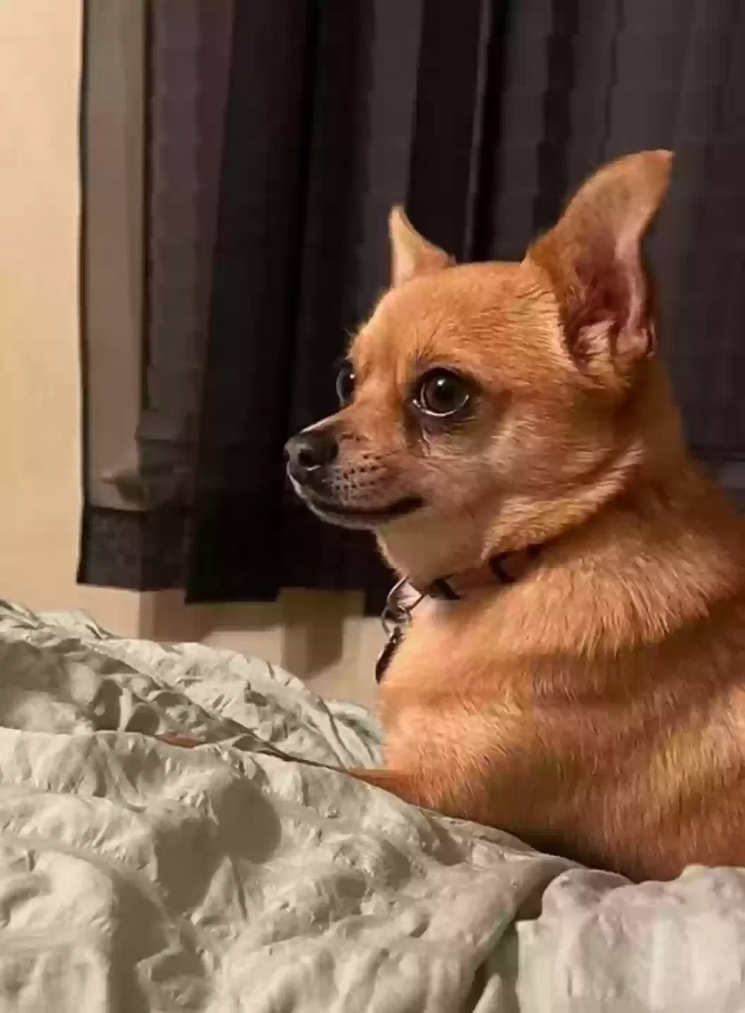 Lost dog in Ringgold, GA, 30736