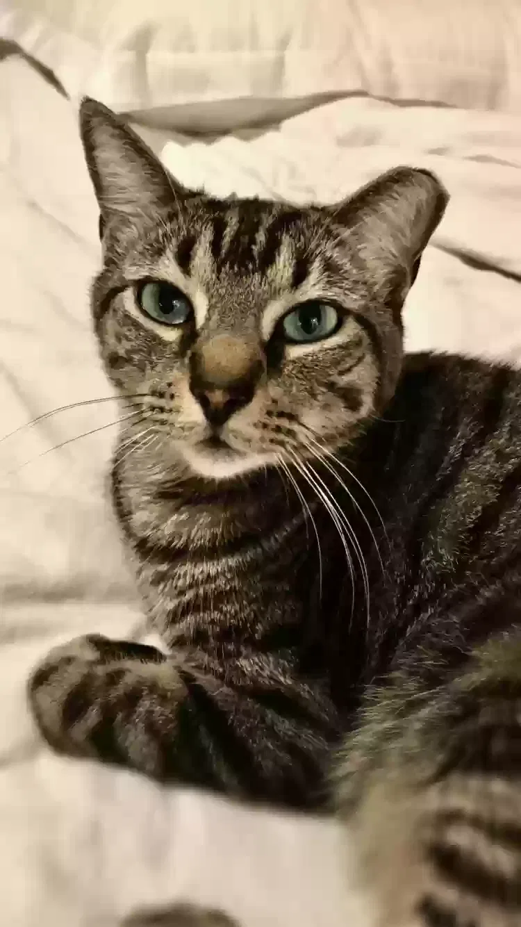 Lost cat in Palm Harbor, FL, 34683