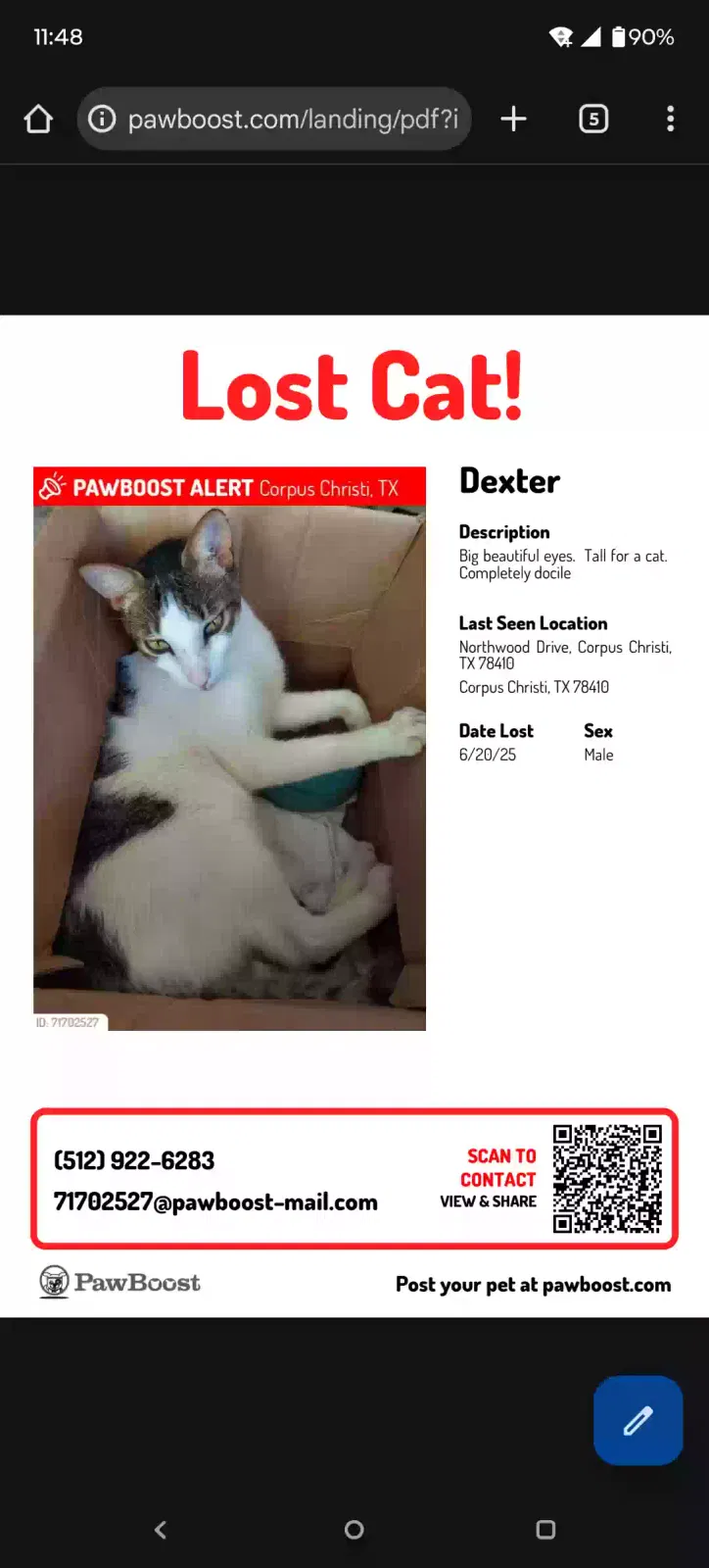 Lost cat in Corpus Christi, TX, 78410