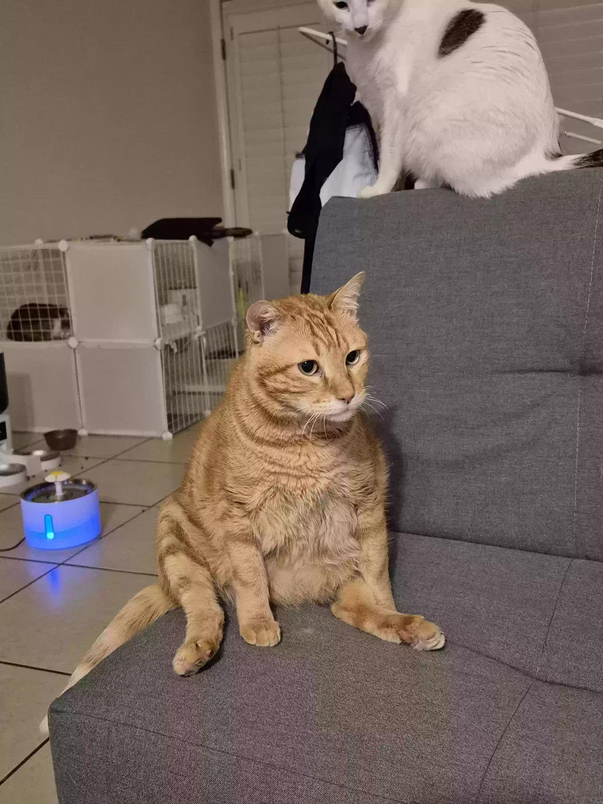 Lost cat in El Paso, TX, 79912