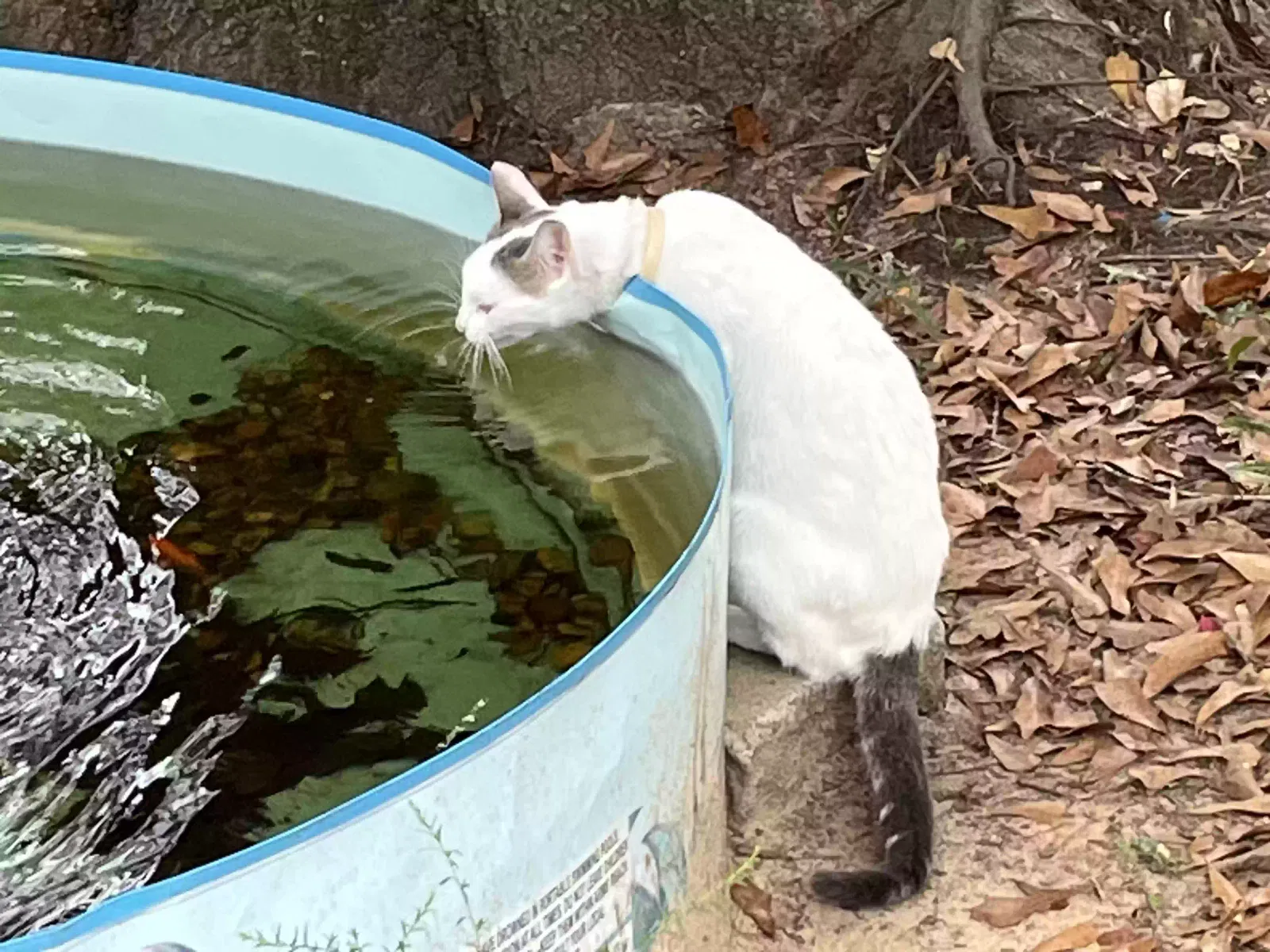Lost cat in Selma, AL, 36703