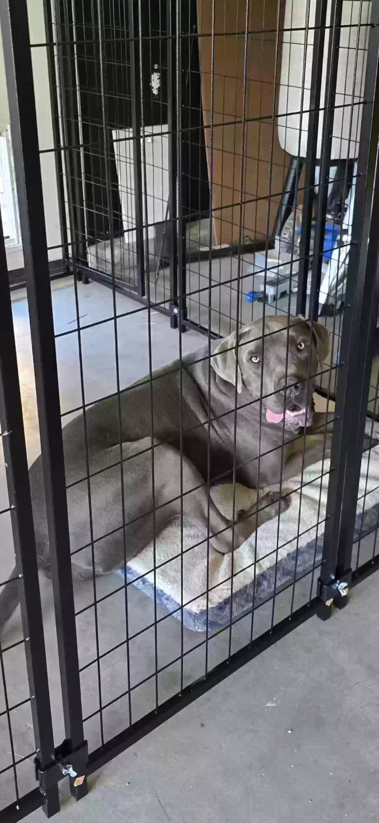 Lost dog in Beaumont, CA, 92223