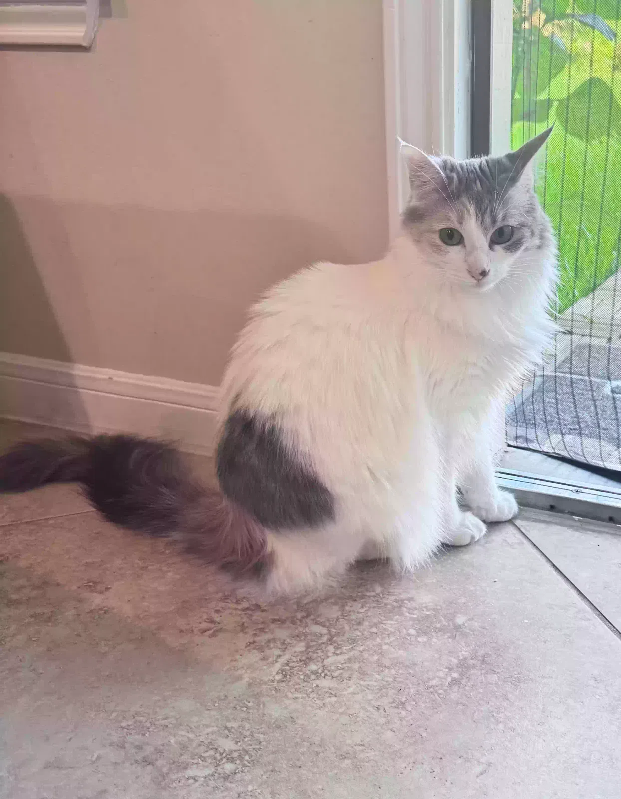 Lost cat in Sugar Land, TX, 77479