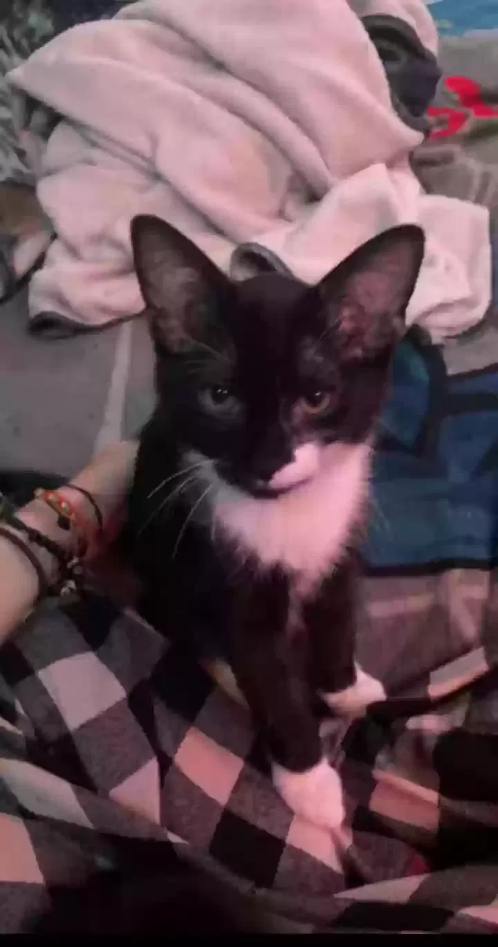 Lost cat in Grass Valley, CA, 95945