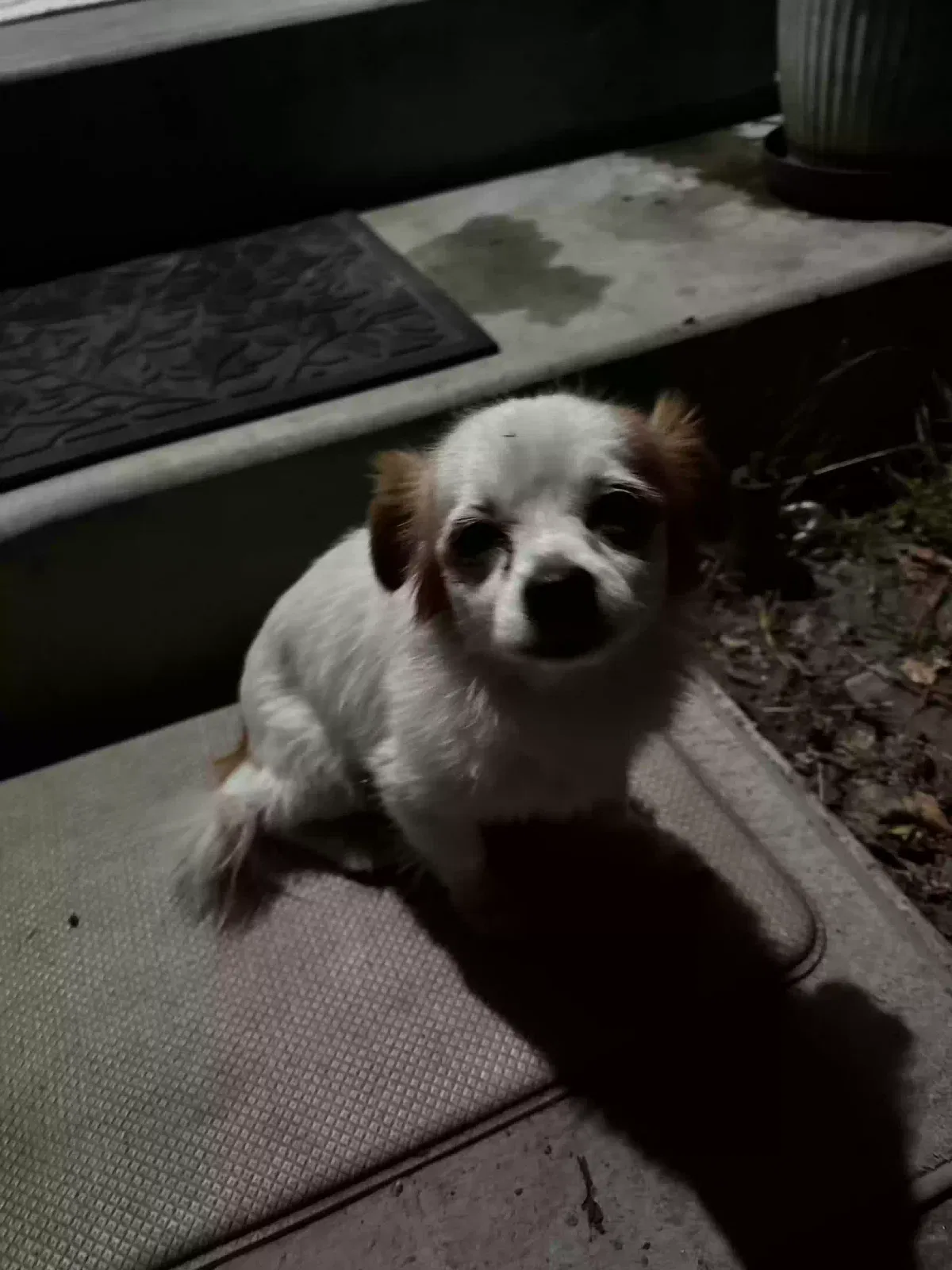 Lost dog in North Hills, CA, 91343
