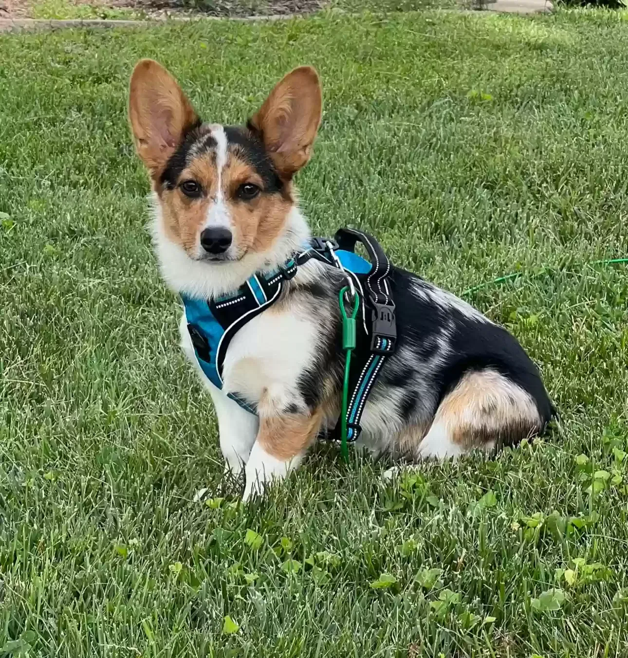 Lost dog in Nashville, TN, 37218