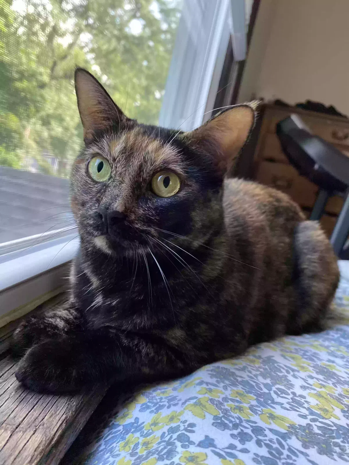 Lost cat in Rochester, NY, 14620