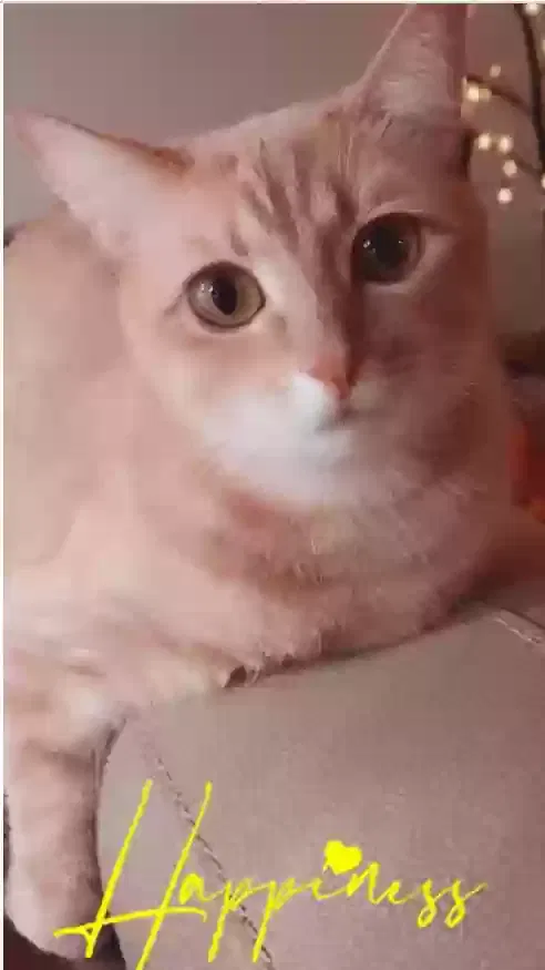 Lost cat in Marana, AZ, 85653