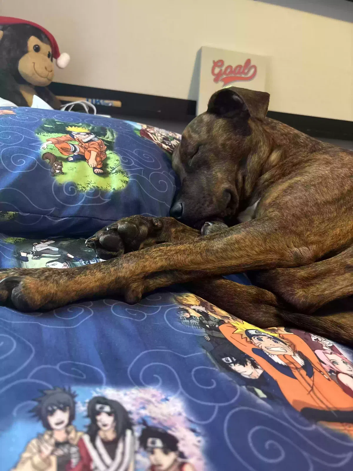 Lost dog in Edmond, OK, 73034