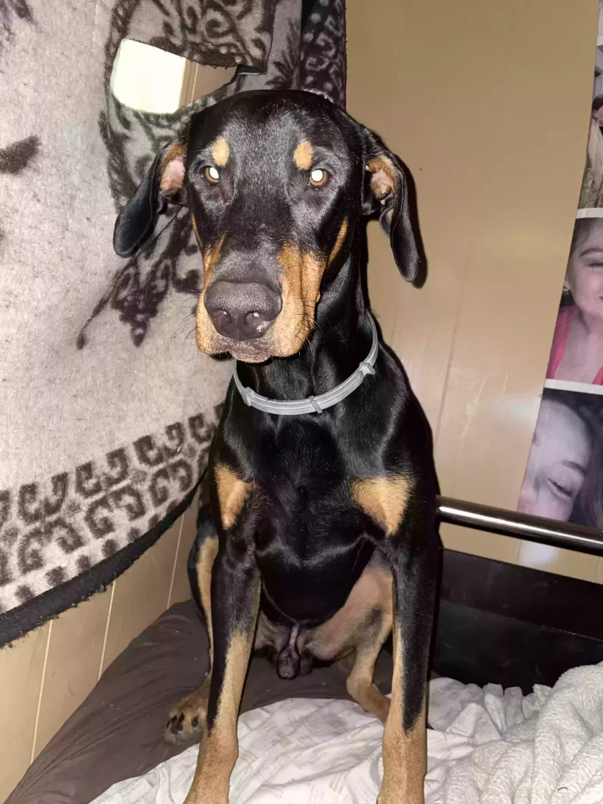 Lost dog in Arlington, TX, 76010