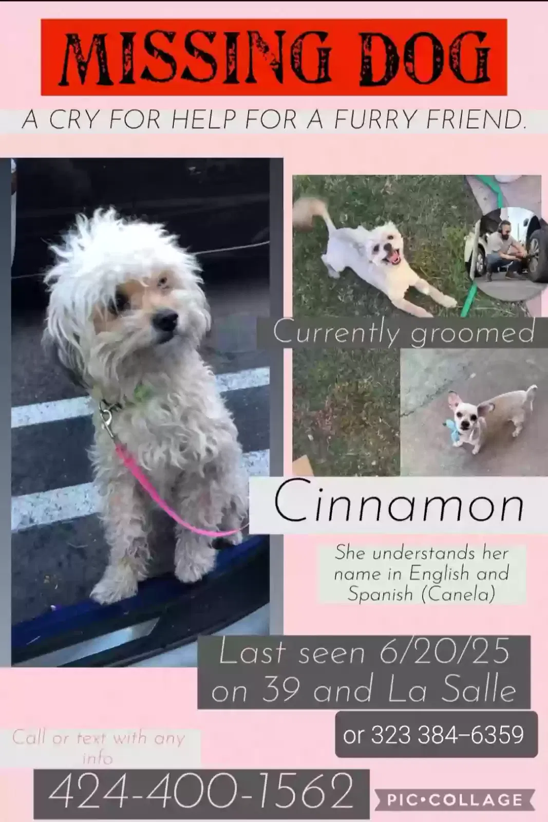 Lost dog in Los Angeles, CA, 90062