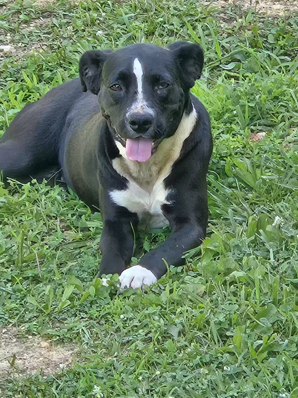Found dog in Alton, MO, 65606