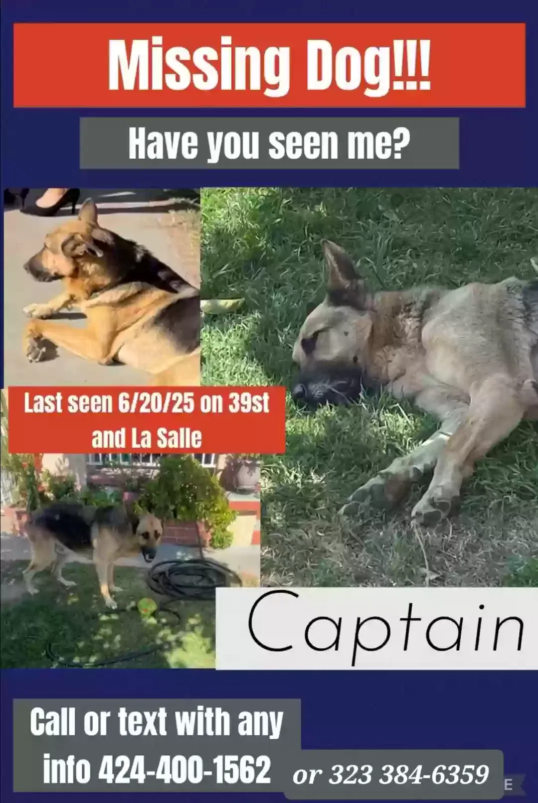 Lost dog in Los Angeles, CA, 90062