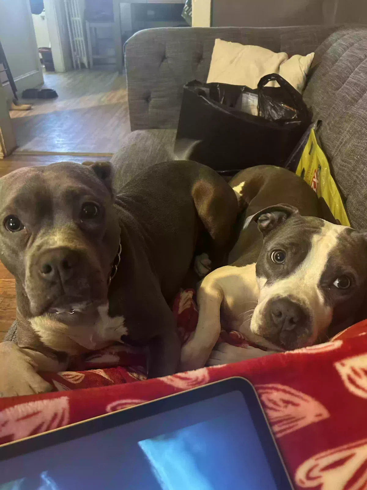 Lost dog in Darby, PA, 19023