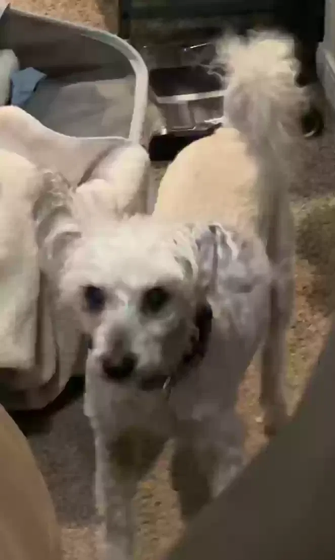 Lost dog in Loma Linda, CA, 92354