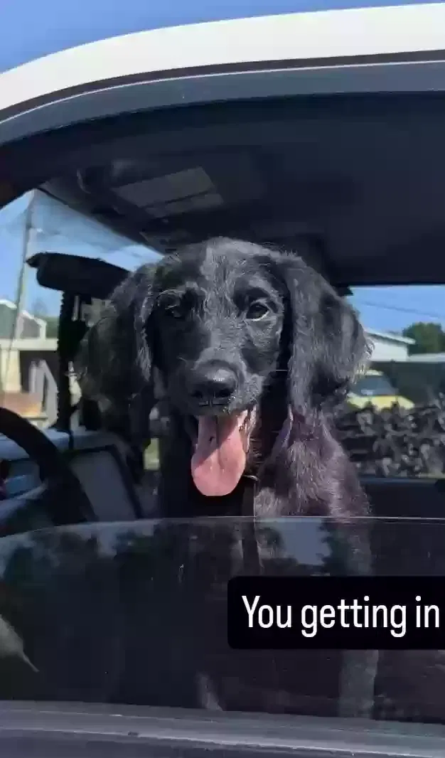 Lost dog in Louisville, KY, 40202