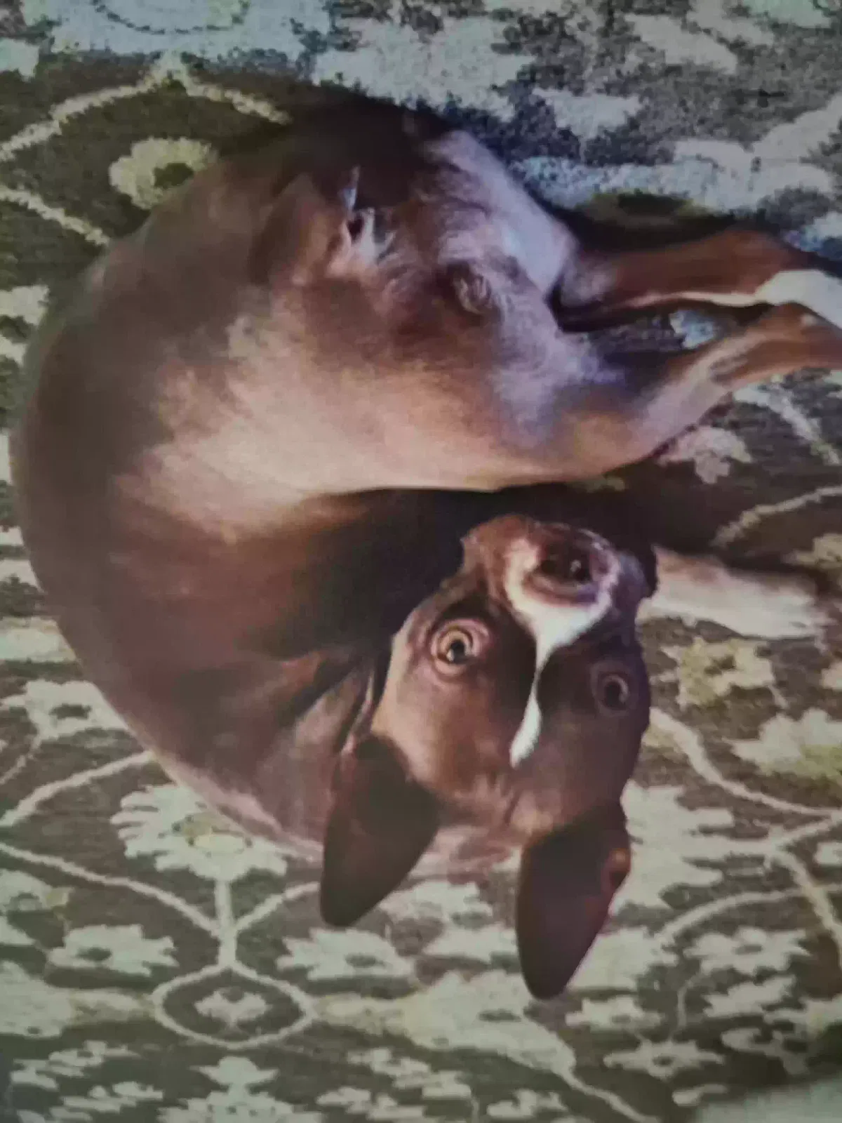 Lost dog in Oklahoma City, OK, 73119