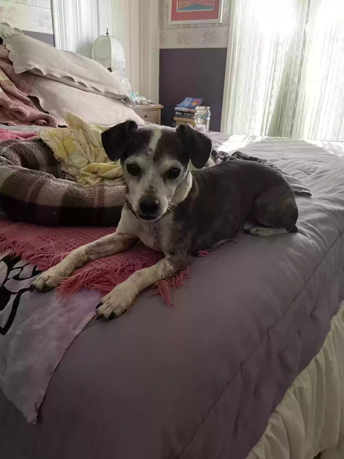 Lost dog in Auburn, CA, 95602