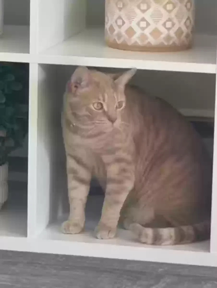 Lost cat in Kent, WA, 98031