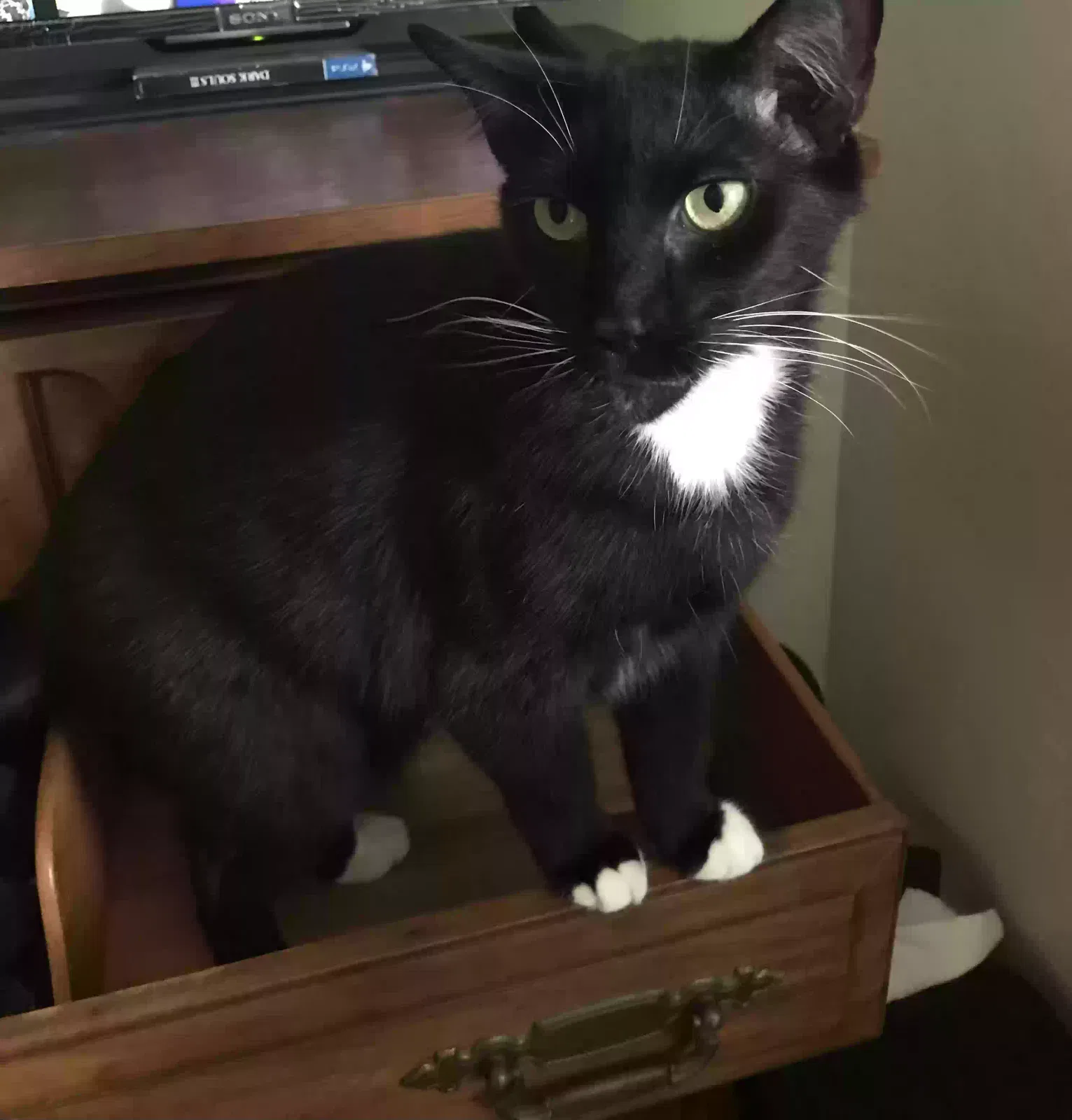 Lost cat in Seminole, FL, 33772
