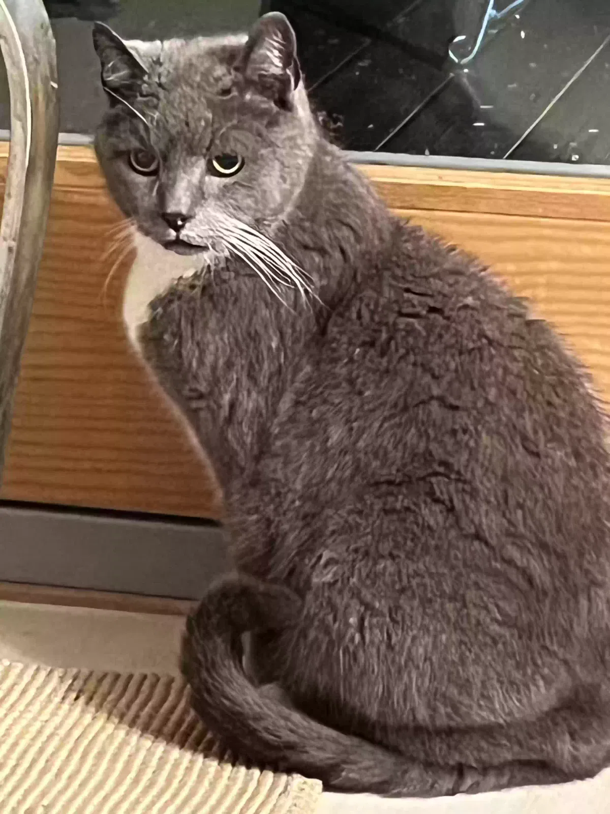 Found cat in Greenvale, NY, 11548