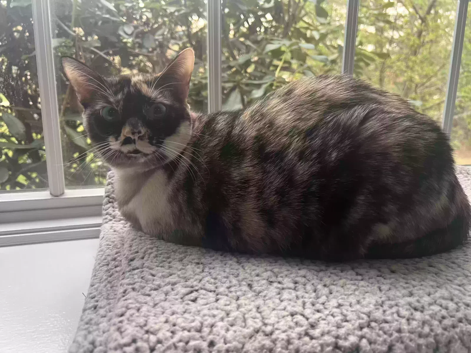 Lost cat in Norwell, MA, 2061