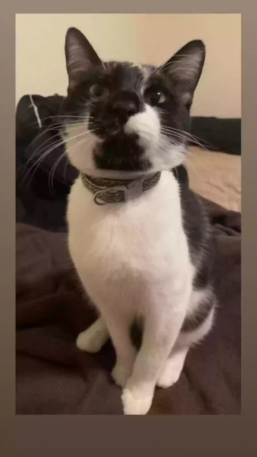 Lost cat in Fort Campbell, KY, 42223