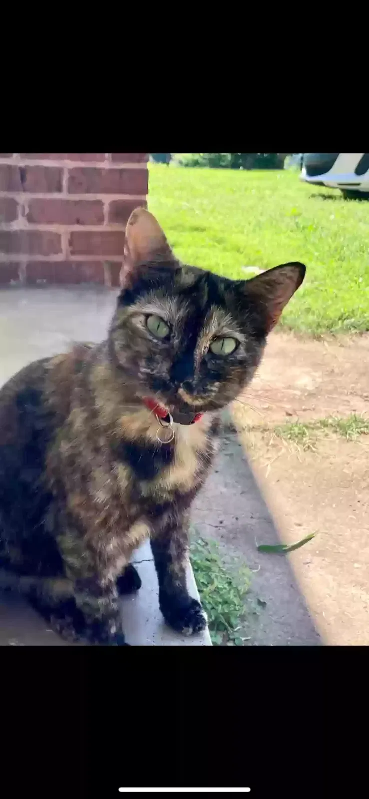Lost cat in Golden, CO, 80401