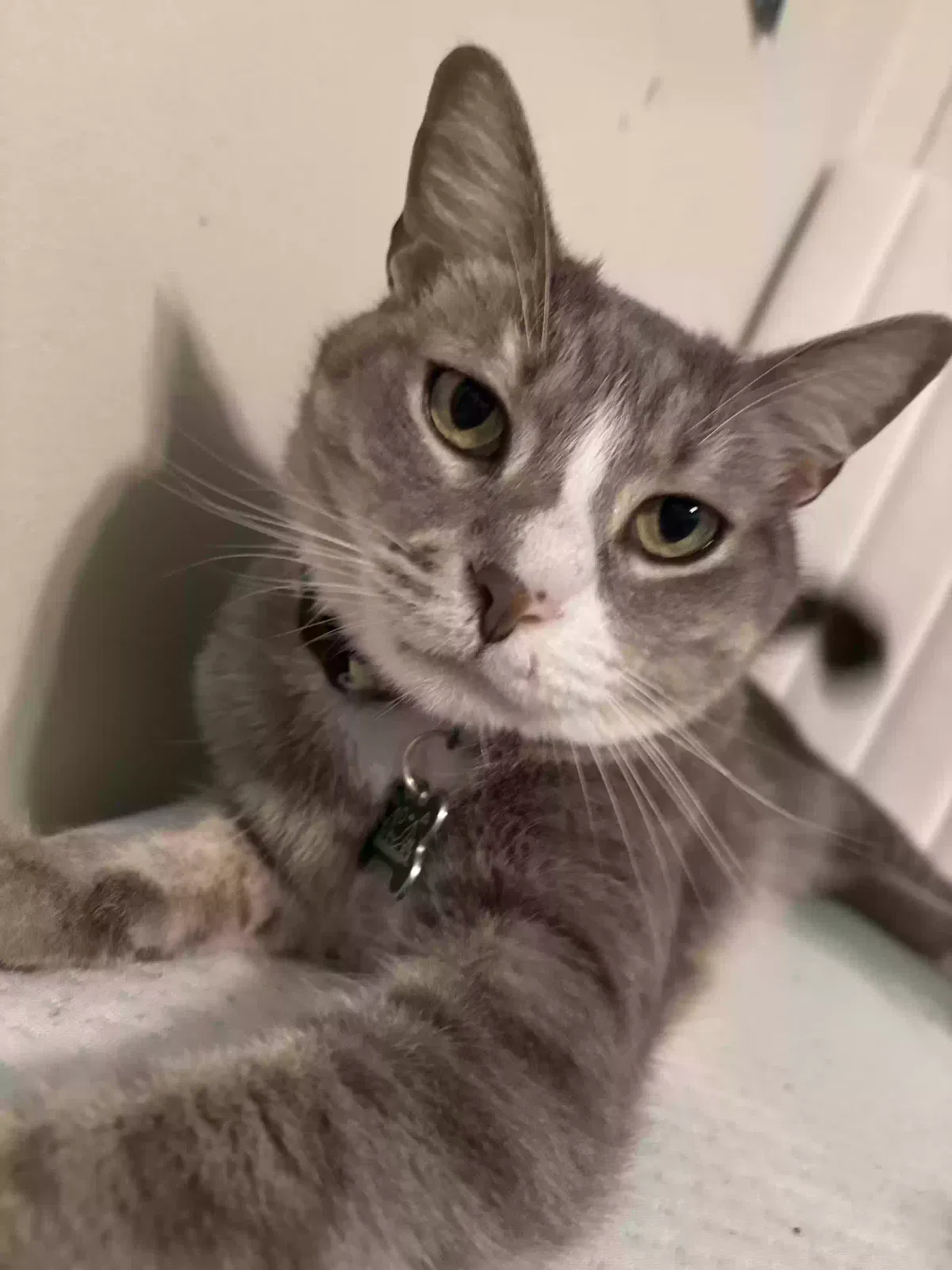 Lost cat in Boca Raton, FL, 33428