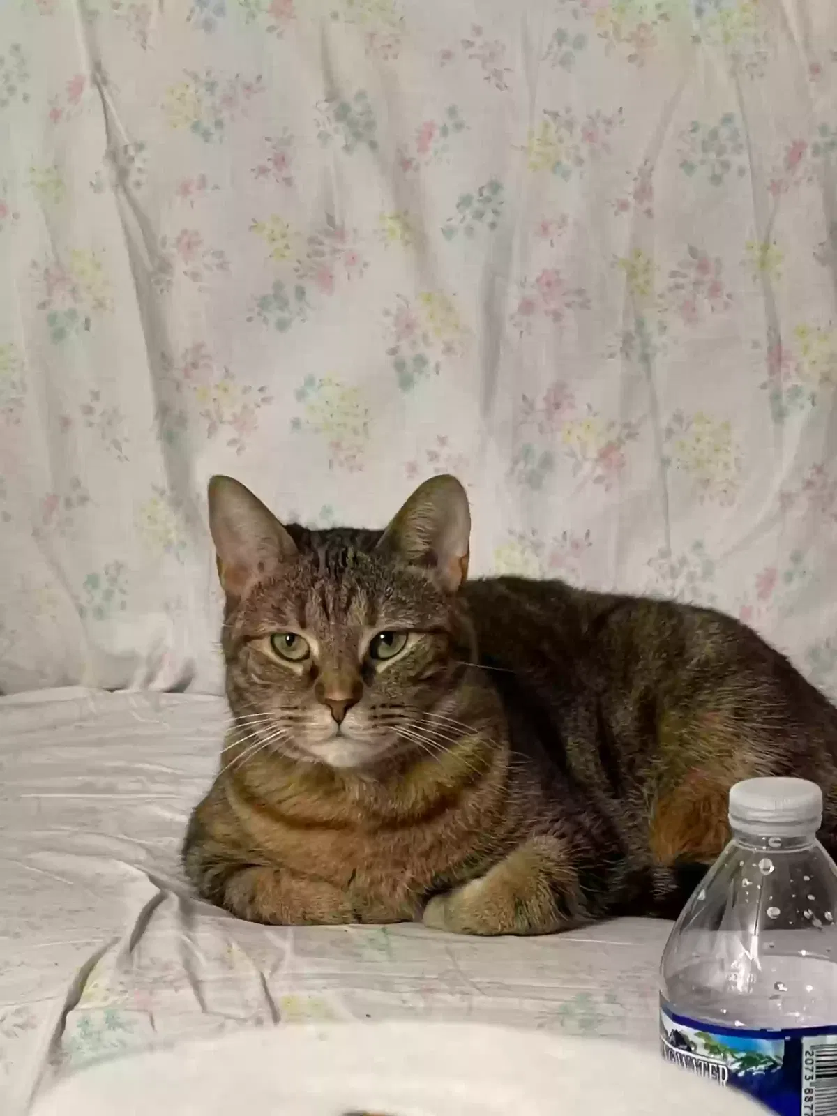 Lost cat in Mechanicsburg, PA, 17050