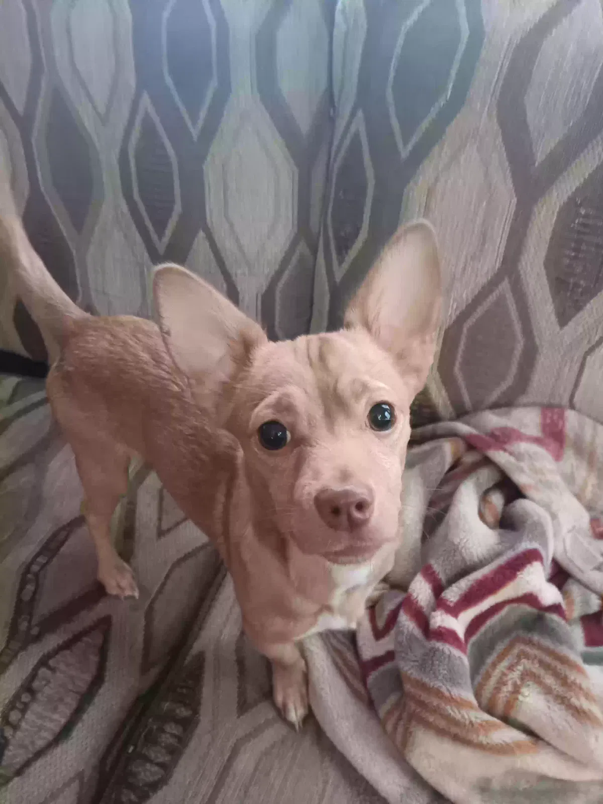 Lost dog in Prescott Valley, AZ, 86312