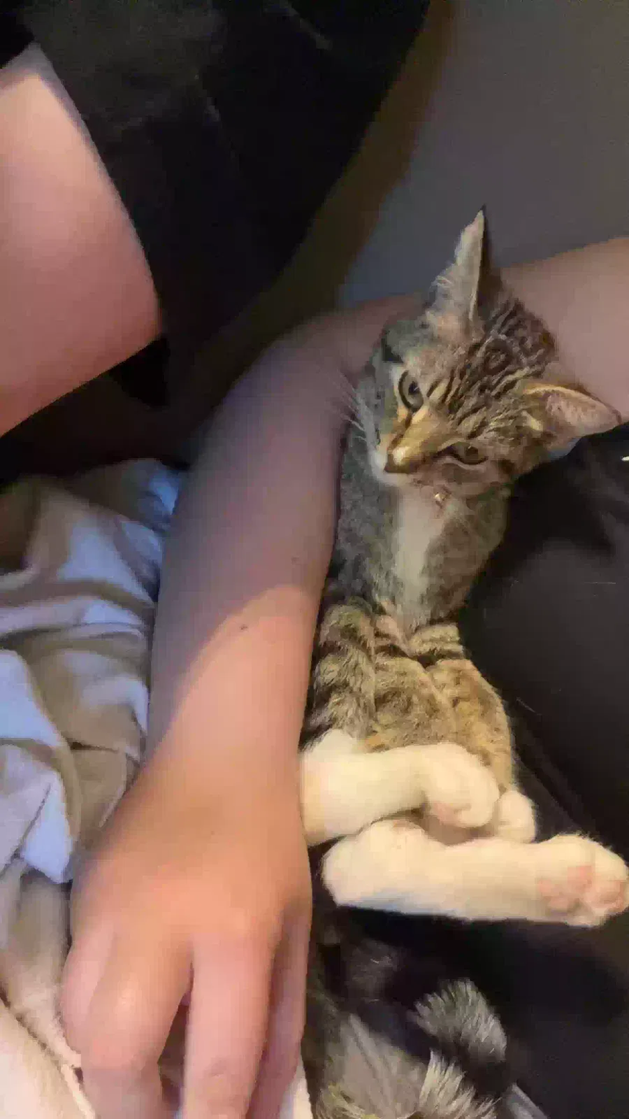 Lost cat in Sioux Falls, SD, 57110