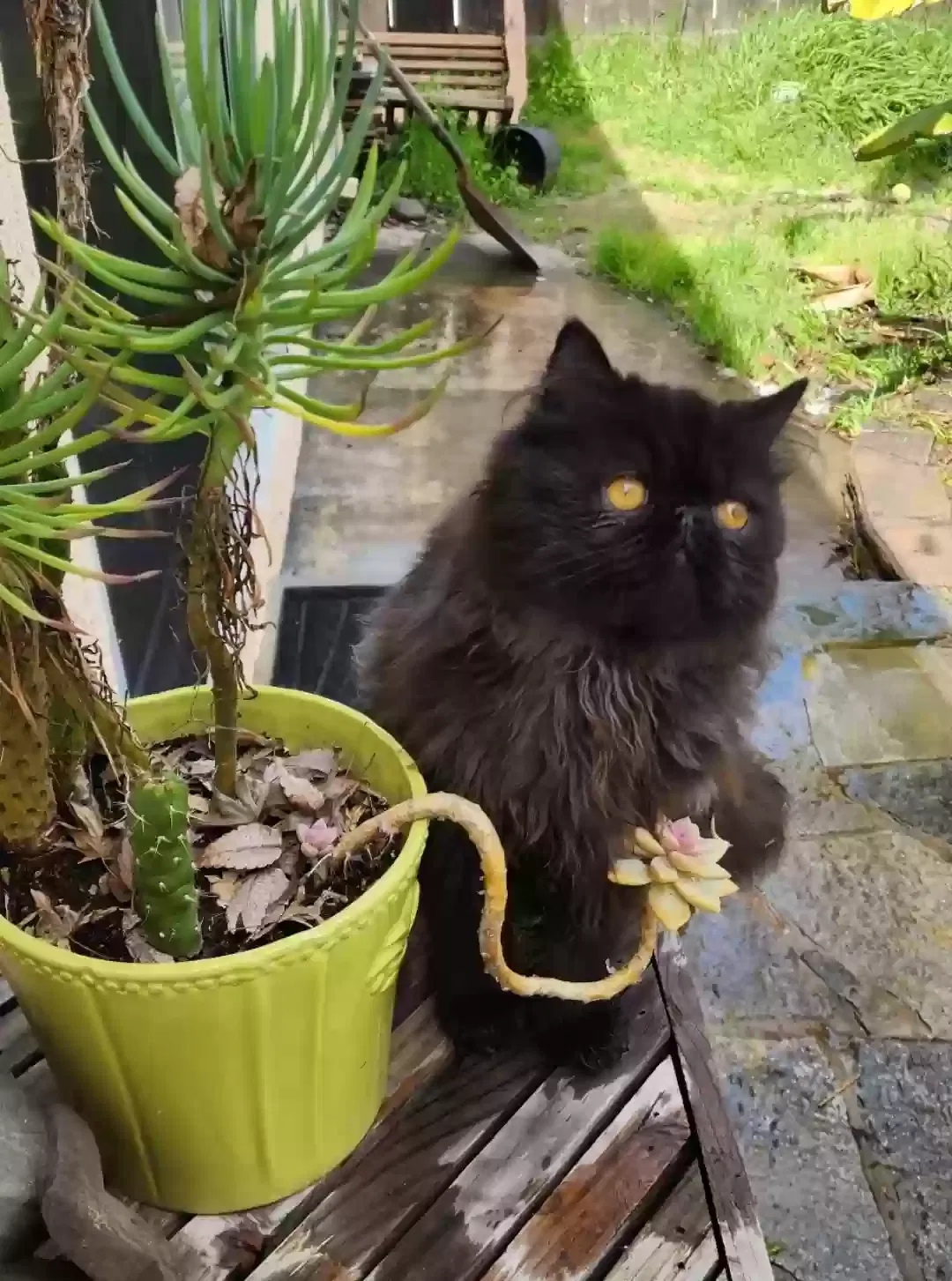 Lost cat in Modesto, CA, 95355