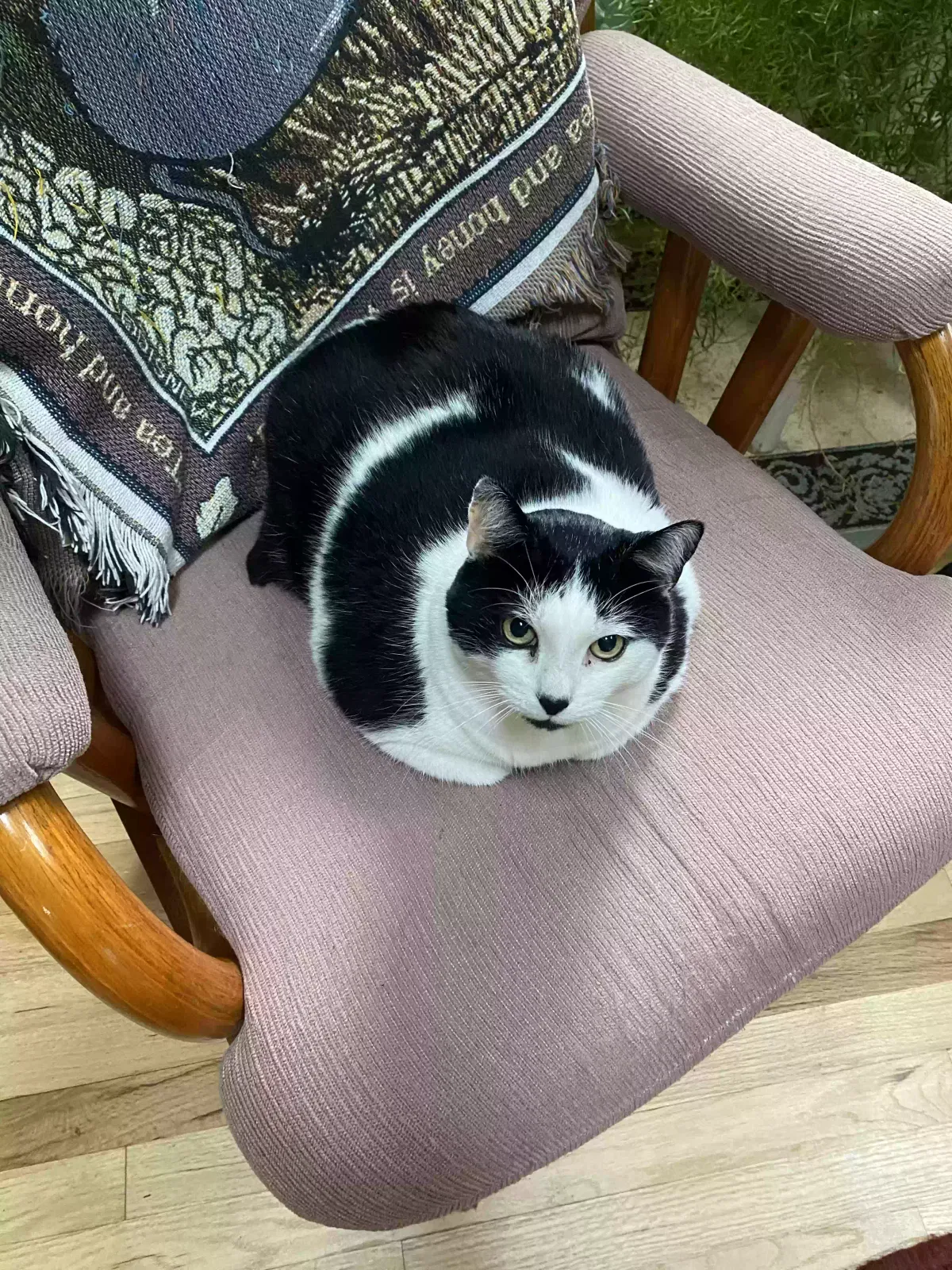 Lost cat in Otisville, NY, 10963