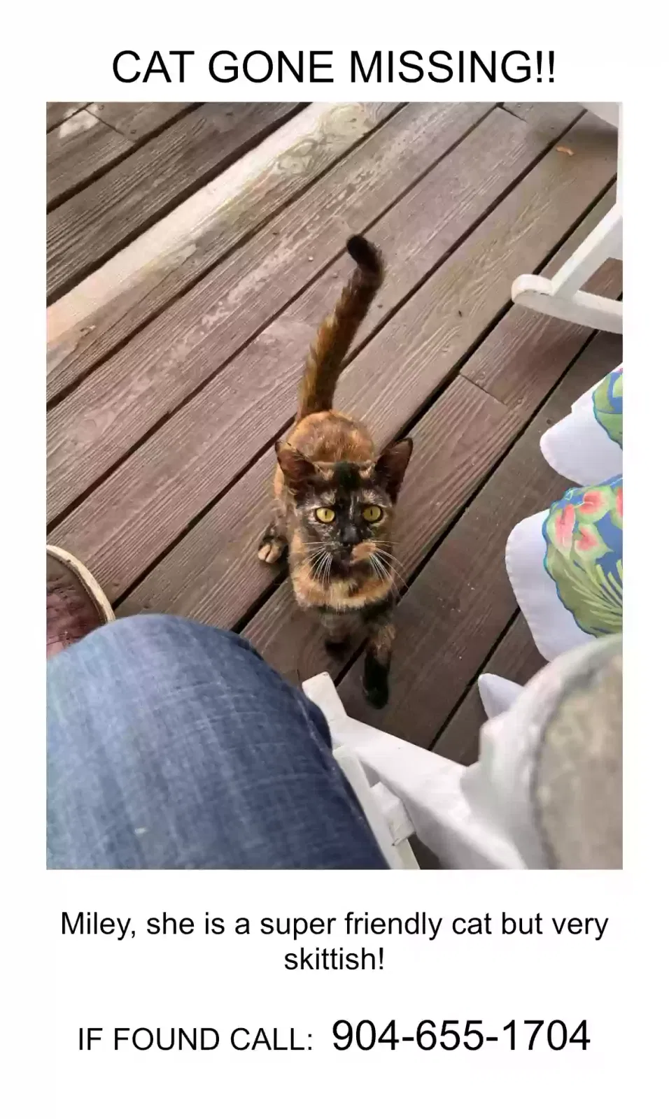 Lost cat in Green Cove Springs, FL, 32043