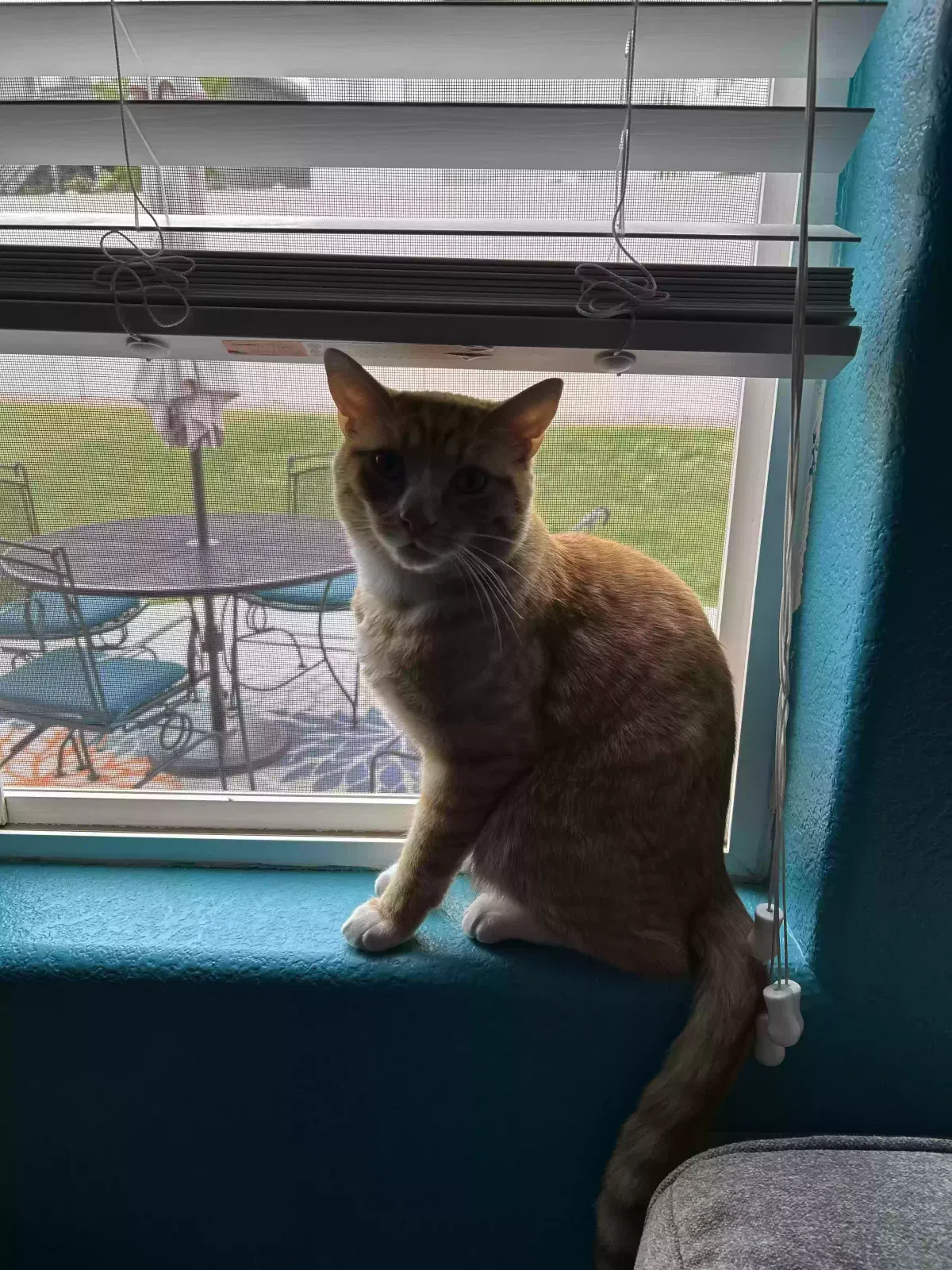 Lost cat in Colorado Springs, CO, 80924