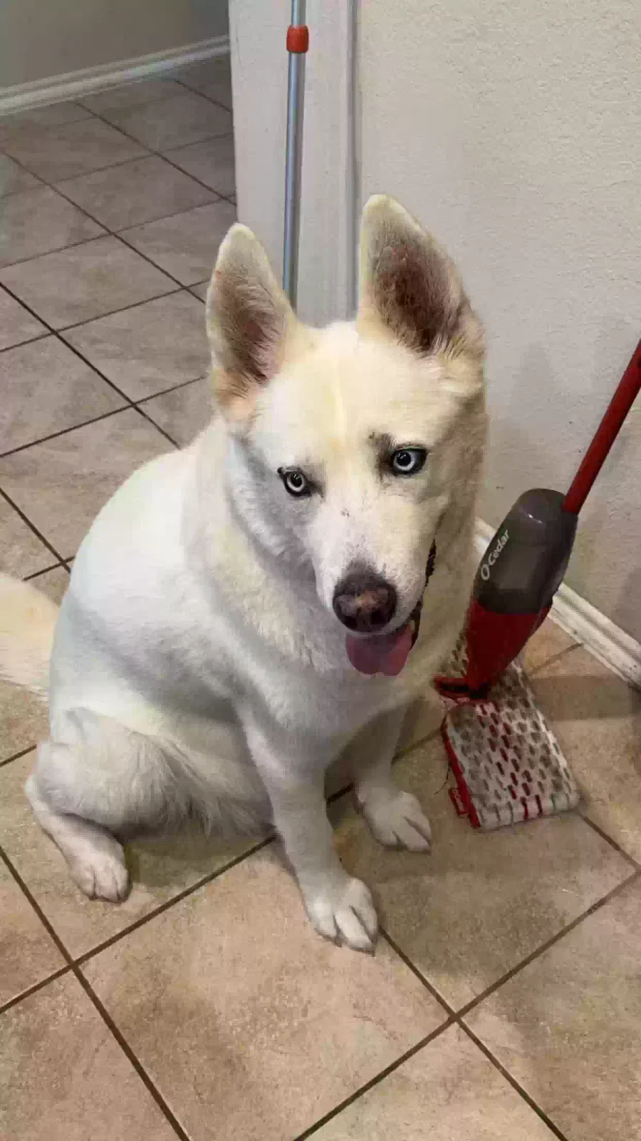 Lost dog in Little Elm, TX, 75068